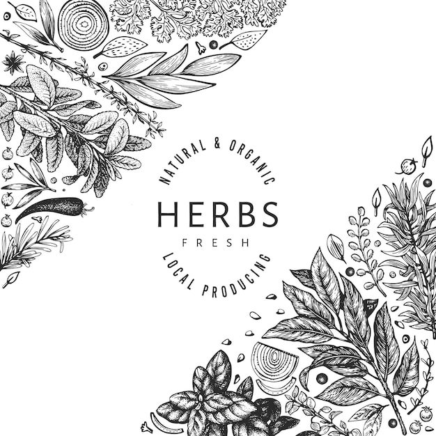 Culinary herbs banner template. Hand drawn vintage botanical illustration. Engraved style. Vintage food background.