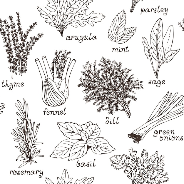 Culinary herbs seamless pattern hand drawn set of herbs