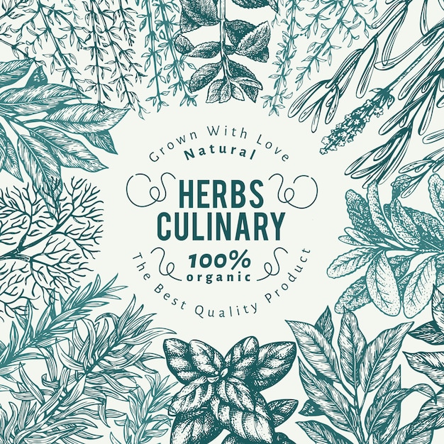 Vector culinary herbs and spices background. hand drawn retro botanical illustration.