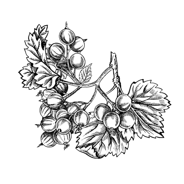 Currant branch hand drawn black and white graphic vector illustration