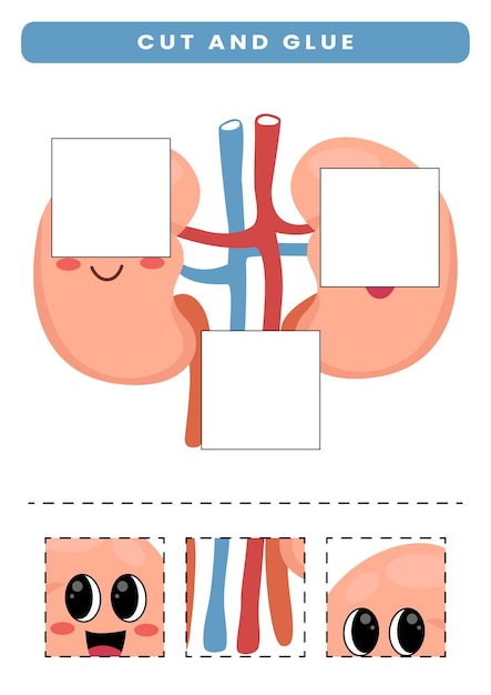 Cut and glue for kids cute cartoon human anatomy and organ