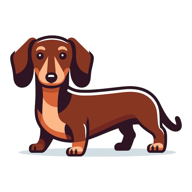 Cute adorable dachshund dog cartoon character vector illustration funny pet animal dachshund puppy