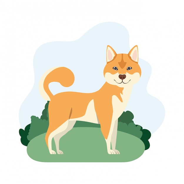 Cute akita inu dog on white