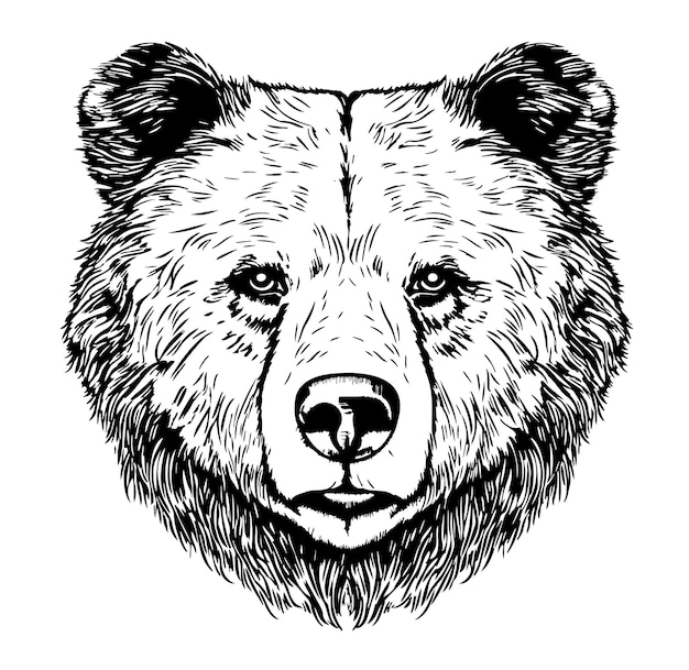 Vector cute animal bear face hand drawn sketch in doodle style illustration