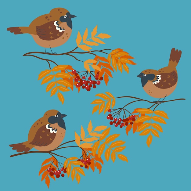 Cute autumn sparrows sitting on rowan branches Vector graphics