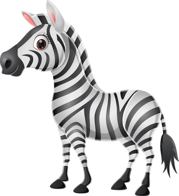 Cute baby zebra on white background