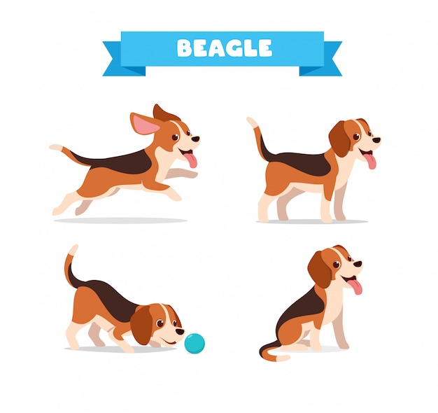 Cute beagle dog animal pet with many pose bundle set