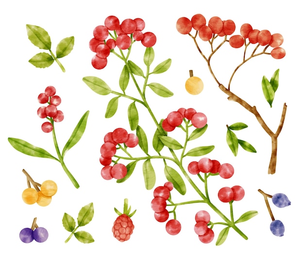 Cute Berries branch watercolor illustration for Decorative element