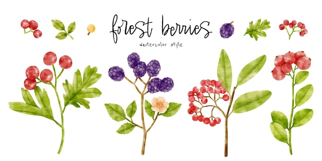 Cute Berries branch watercolor illustration for Decorative element