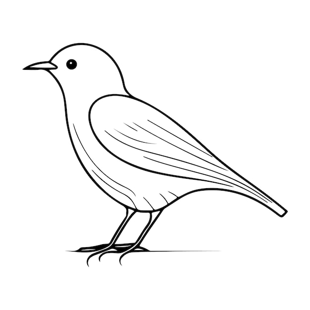 Cute bird vector black and white cartoon character design collection White background Pets Animals