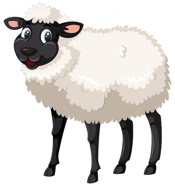 Cute black and white sheep