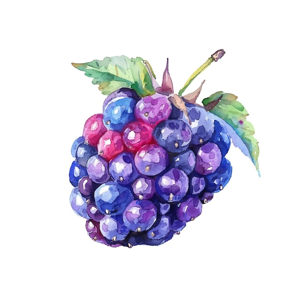 cute blackberry vector illustration in watercolour style