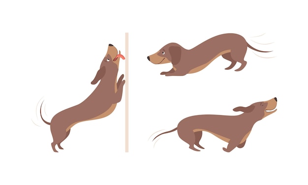 Vector cute brown dachshund dog in various poses set adorable funny pet animal cartoon vector illustration