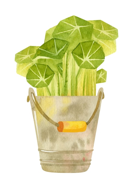 Cute bucket with nasturtium seedlings. Fresh microgreens, cress salad. Spring garden season. Hand drawn watercolor clipart.