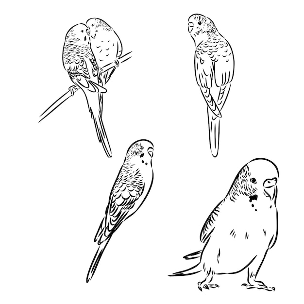 A cute budgie sits on a perch vector sketch illustration for design advertising prints