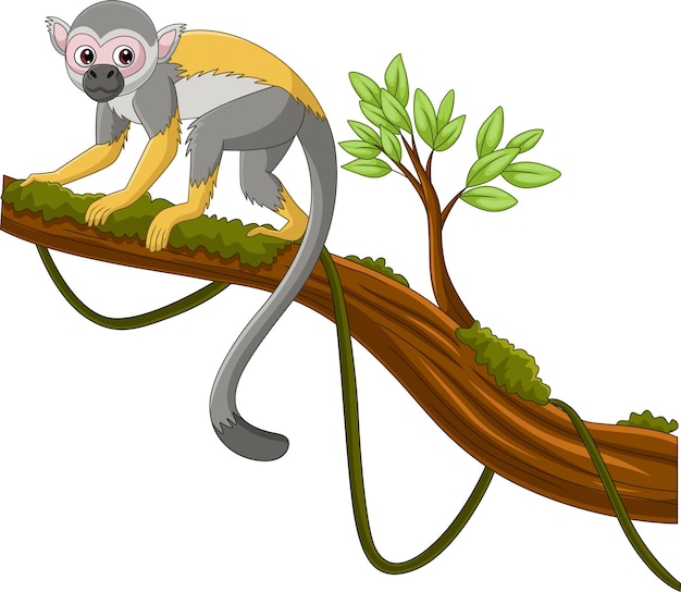 Cute capuchin monkey on a tree branch