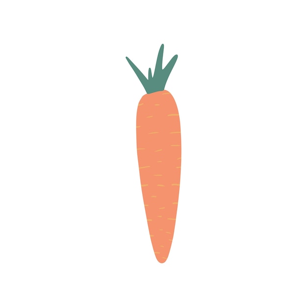 Cute carrot isolated on white background Doodle vegetable