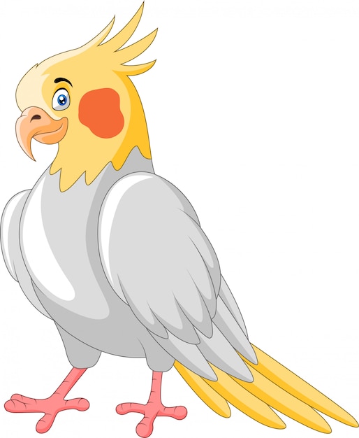 Cute cartoon a cockatiel bird