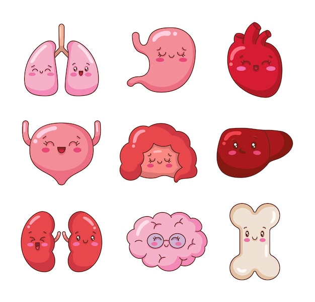 Cute cartoon smiling human organ characters