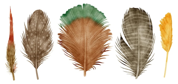 Cute colorful Feathers watercolor illustration for Decorative Element