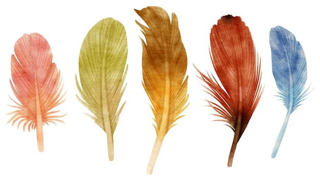 Cute colorful Feathers watercolor illustration for Decorative Element