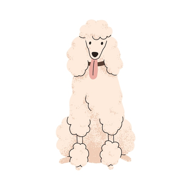 Cute curly dog of Royal Poodle breed. Canine animal, pet portrait, purebred doggy with curled hair, fur. Groomed pup with tongue out. Flat vector illustration isolated on white background.