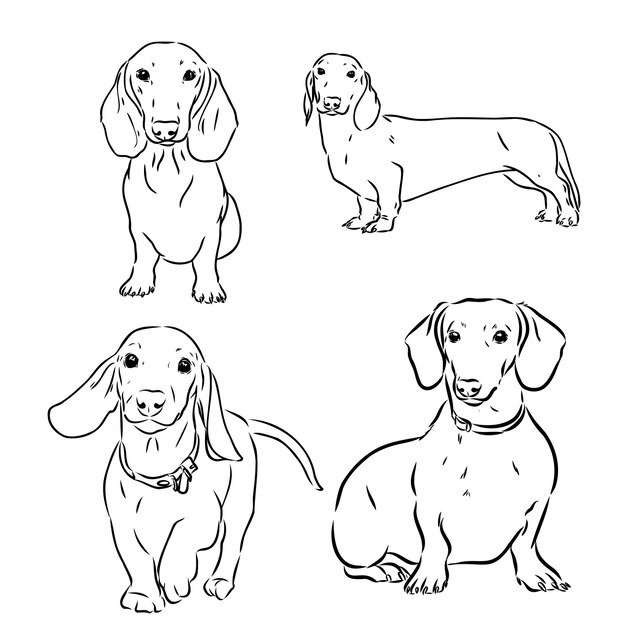 Vector cute dachshund dog doodle collection in different poses in free hand drawing illustration style