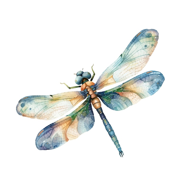 cute dragonfly vector illustration in watercolour style