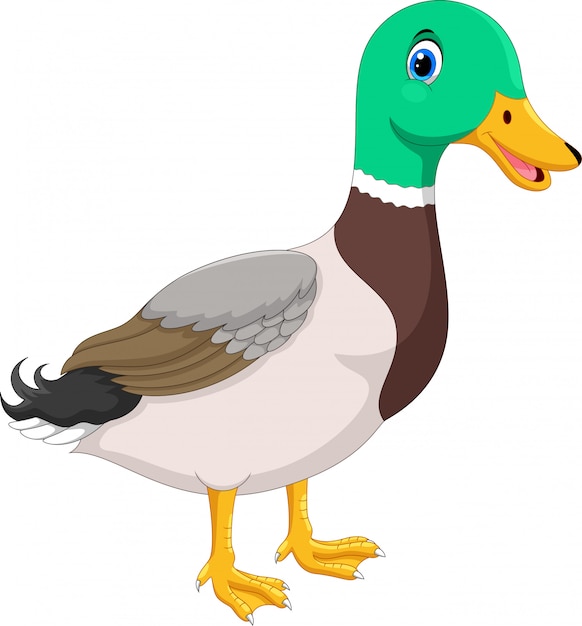 Cute duck cartoon