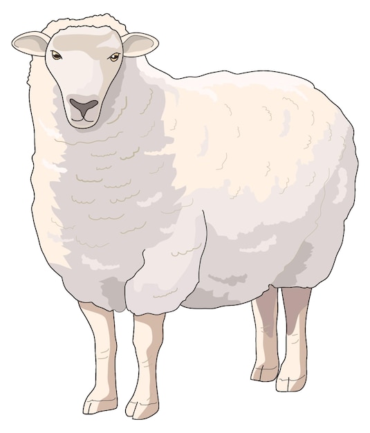 Cute farm animal-sheep