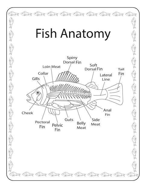 Cute Fish coloring activity book page for kids