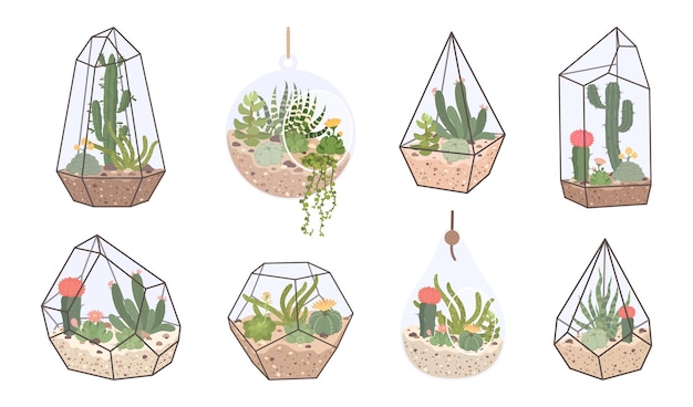 Cute glass florarium, geometric terrarium with succulents and cactus. Terrariums with tropical desert plants for home interior decor vector set