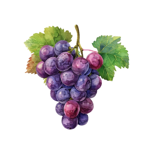 cute grape vector illustration in watercolour style