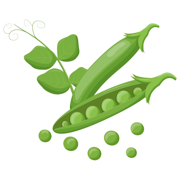 Cute green pea isolated on white background Vegetarian food Flat vector illustration