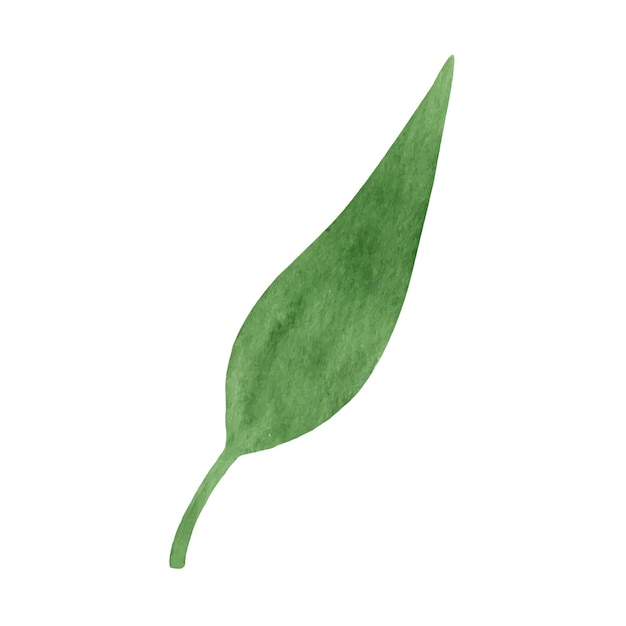 Cute hand drawn green leaf. Watercolor illustration leaves