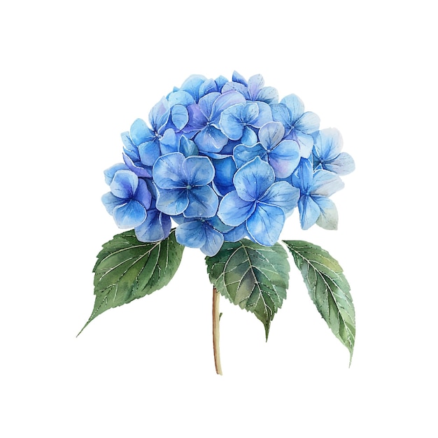 cute hydrangea vector illustration in watercolour style