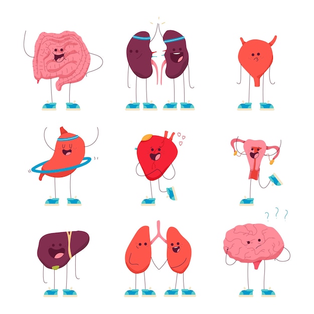 Cute internal organs vector cartoon characters set isolated on a white background