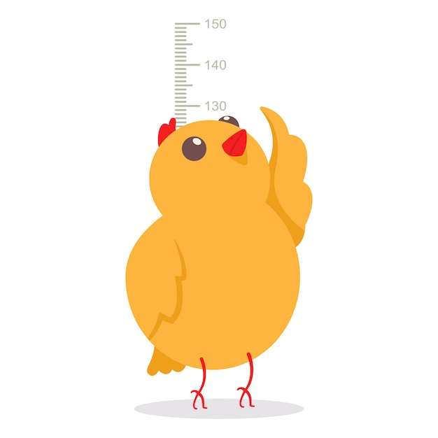 Cute little chicken measuring the height on meter wall chart growth size.