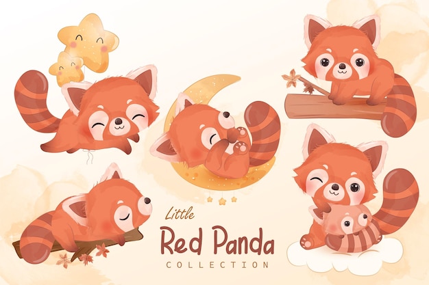 Cute little red panda clipart collection in watercolor illustration