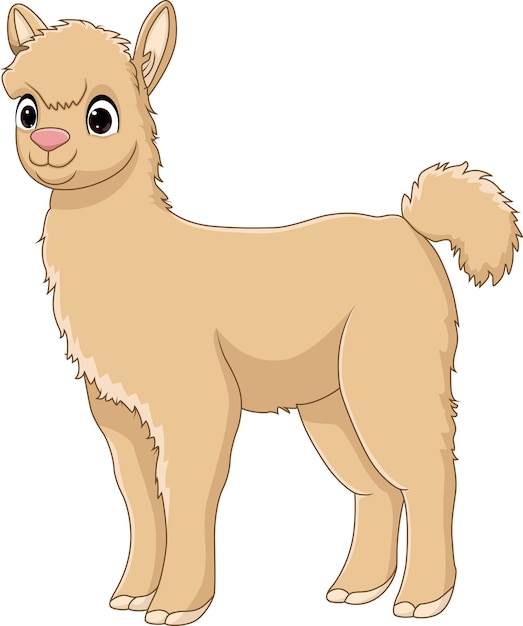 Cute Llama Cartoon On White Background