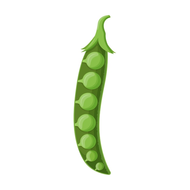 Cute open green pea isolated on white background Vegetarian food Flat vector illustration