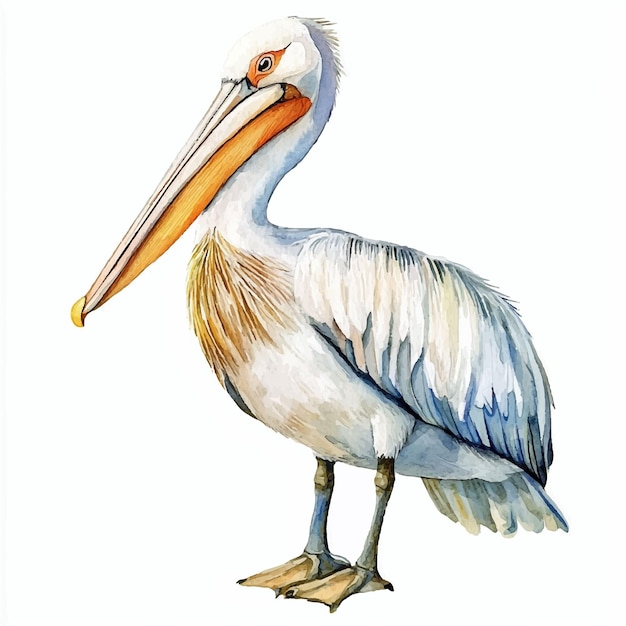 Cute Pelican watercolor clipart illustration isolated