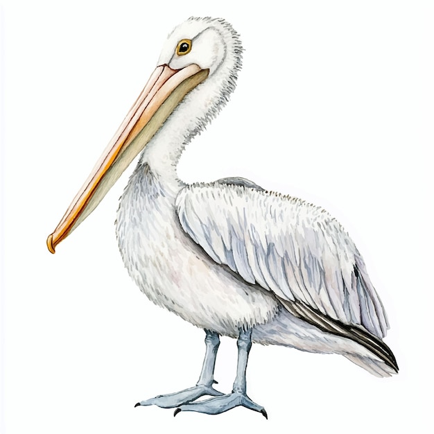 Cute Pelican watercolor clipart illustration isolated