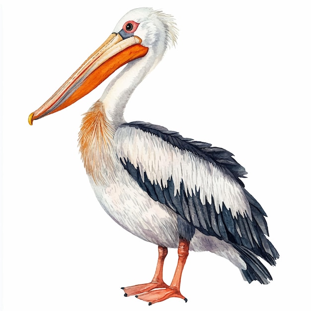 Cute Pelican watercolor clipart illustration isolated