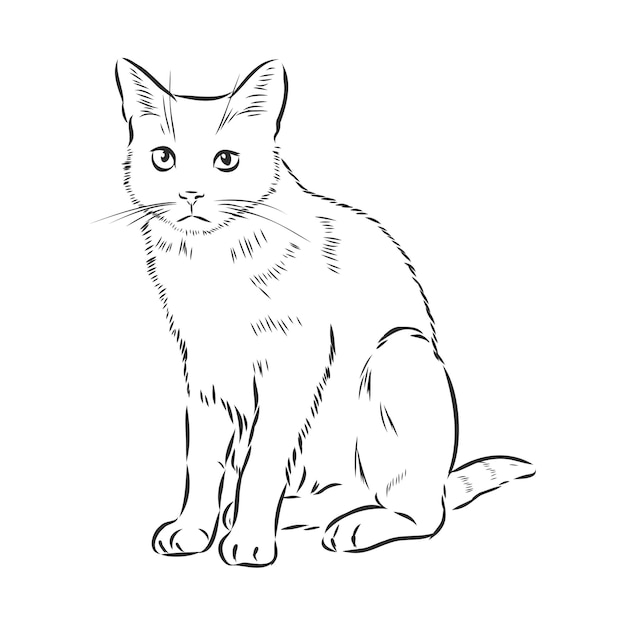 Cute pet cat realistic vector sketch illustration