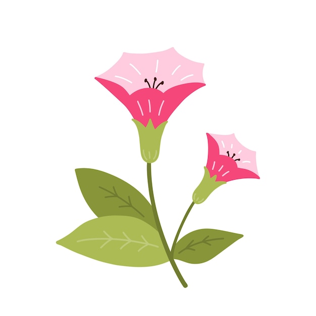 Cute pink moonflower with leaves isolated on white Hand drawn flat style Botanical clipart