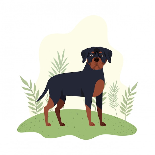 Cute rottweiler dog on white