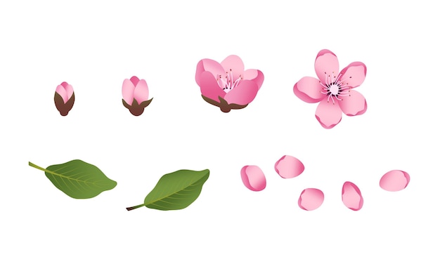 Cute Sakura flowers icon set