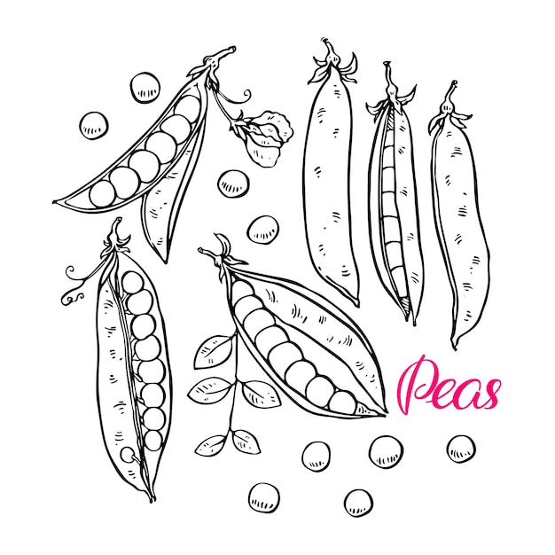 Cute set of ripe fresh peas Handdrawn illustration