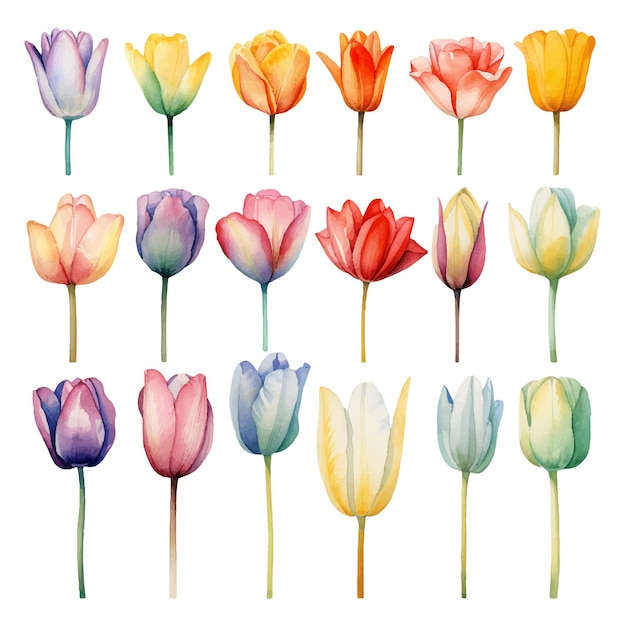 Cute Watercolor tulips